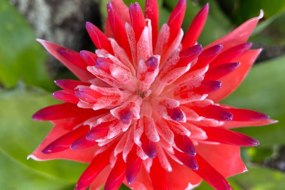 red flower of the jardins de chantilly