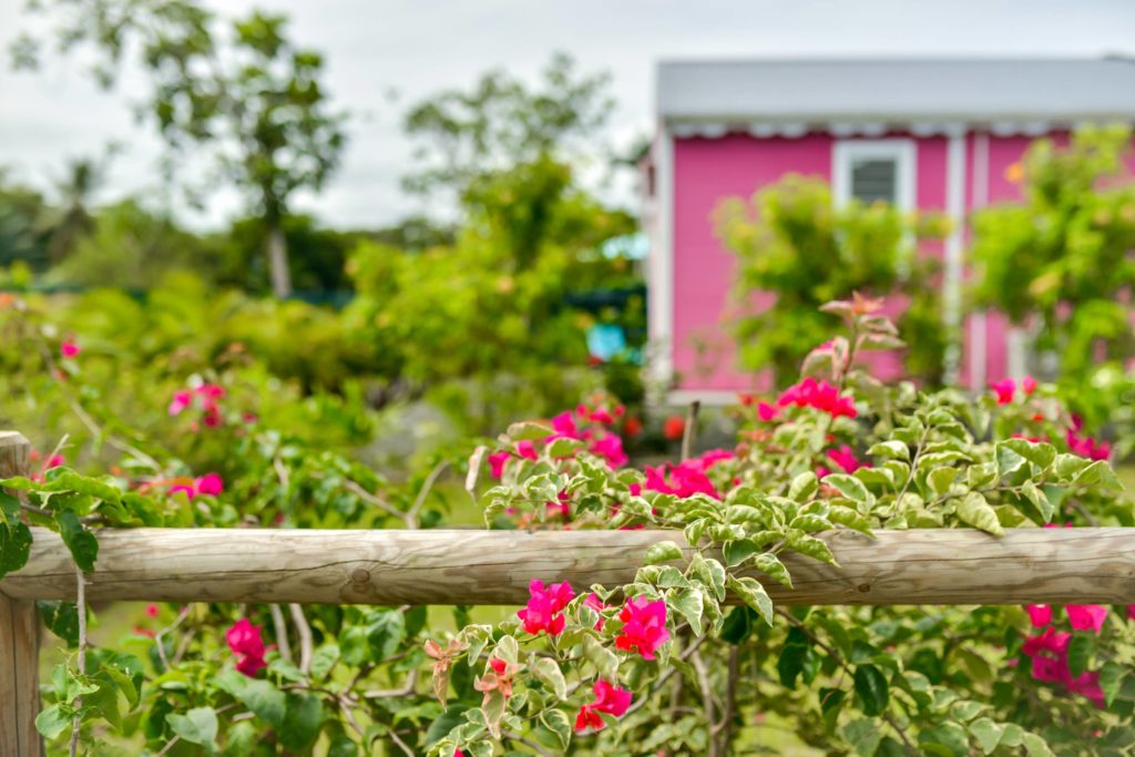 Pink bungalow's plants
