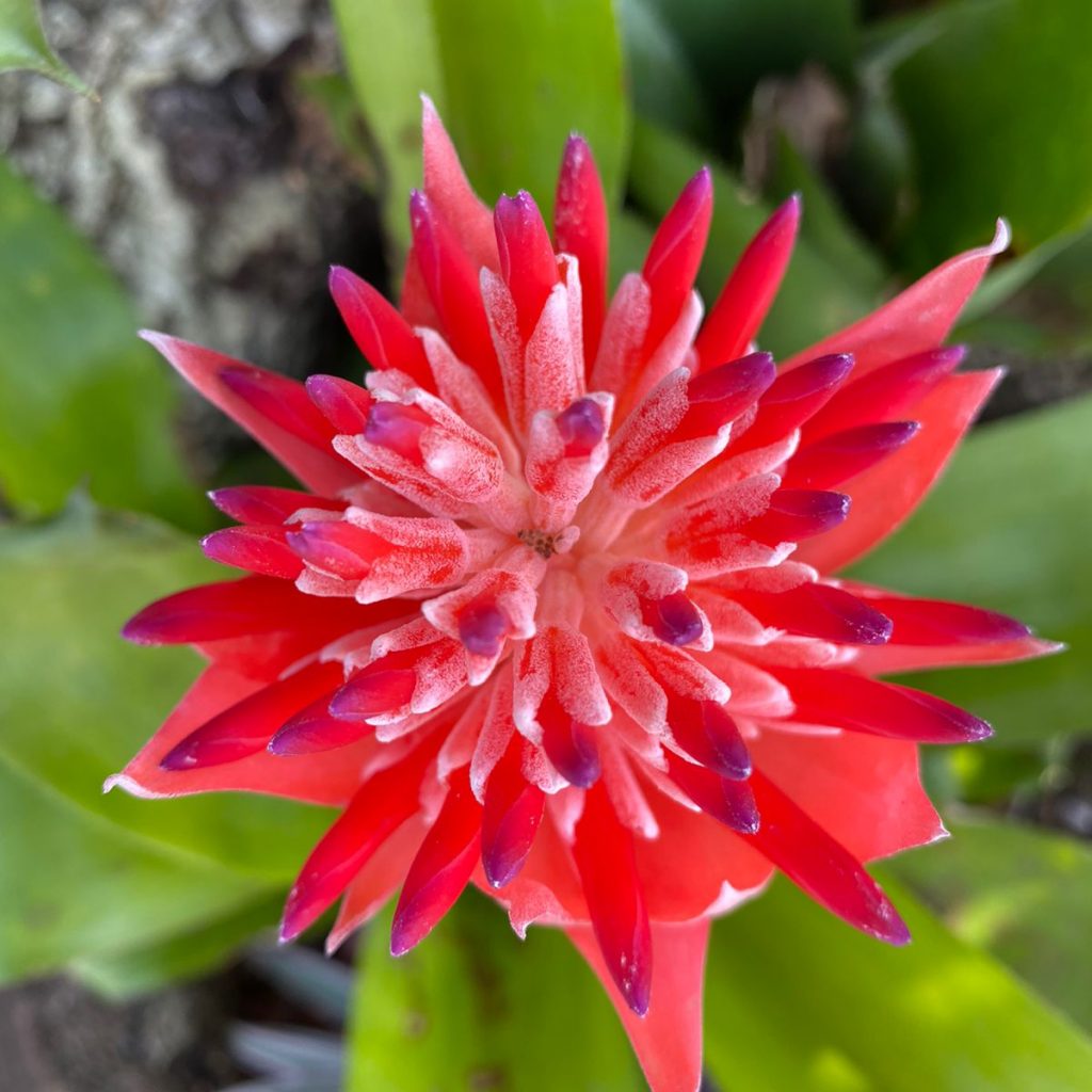 red flower of the jardins de chantilly