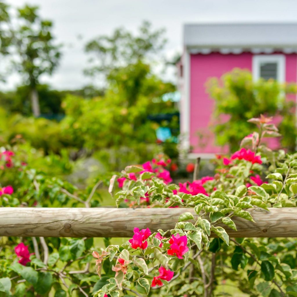 Bougainvilliers du bungalow rose